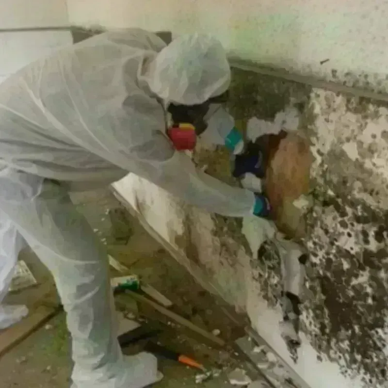 Mold Remediation and Removal in Manor, TX